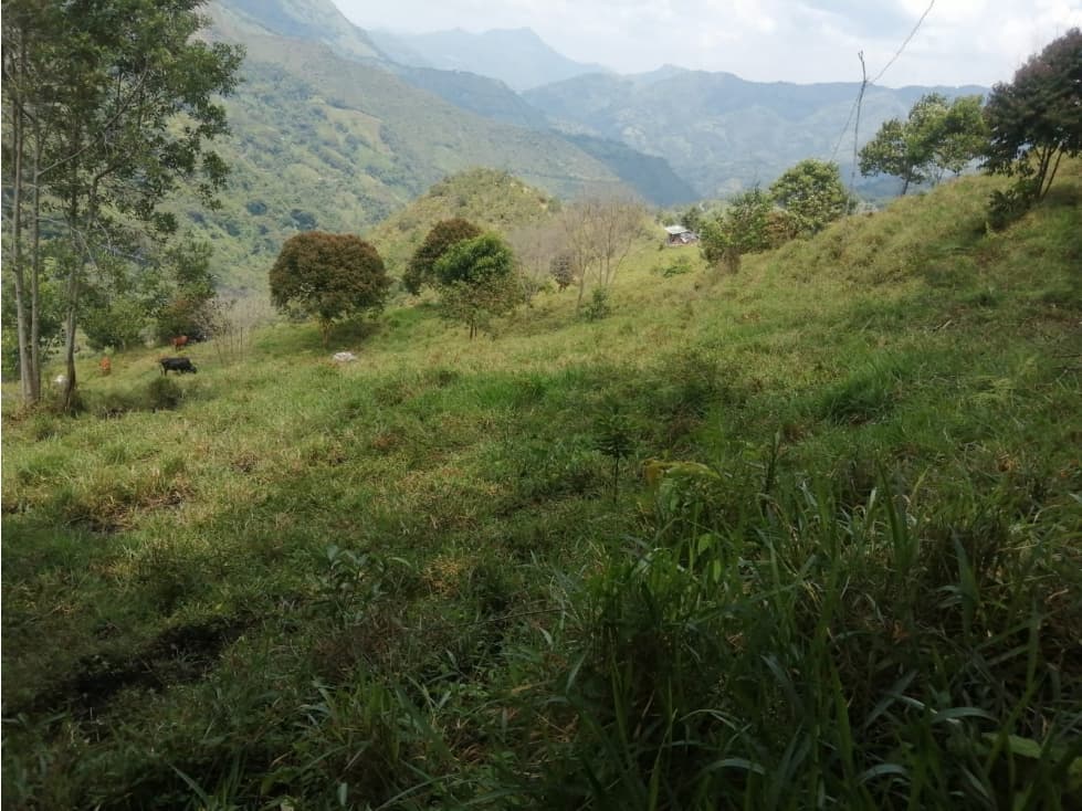 SE VENDE LOTE DE TERRENO VDA TIMANA PACHO - 1