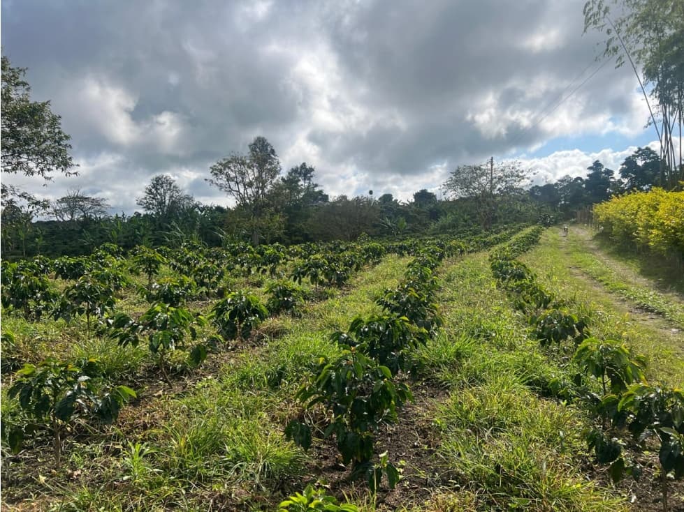 HERMOSA FINCA ARMENIA VIA CIRCASIA 15 cuadras - 1