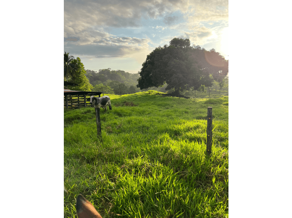 SE VENDE FINCA GANADERA EN CIMITARRA SANTANDER - 1