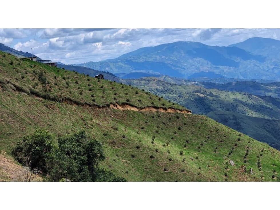 VENDO FINCA DE 39 HECTÁREAS EN AGUACATE HASS EN BELMIRA ANTIOQUIA - 1