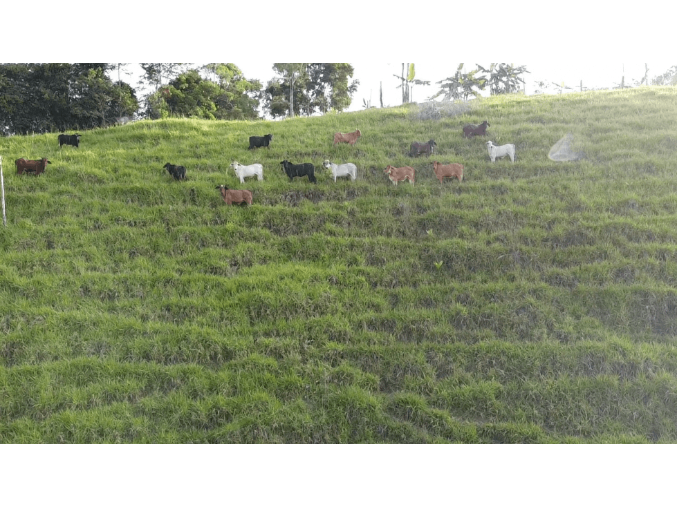 SE VENDE FINCA EN MACEO - 1