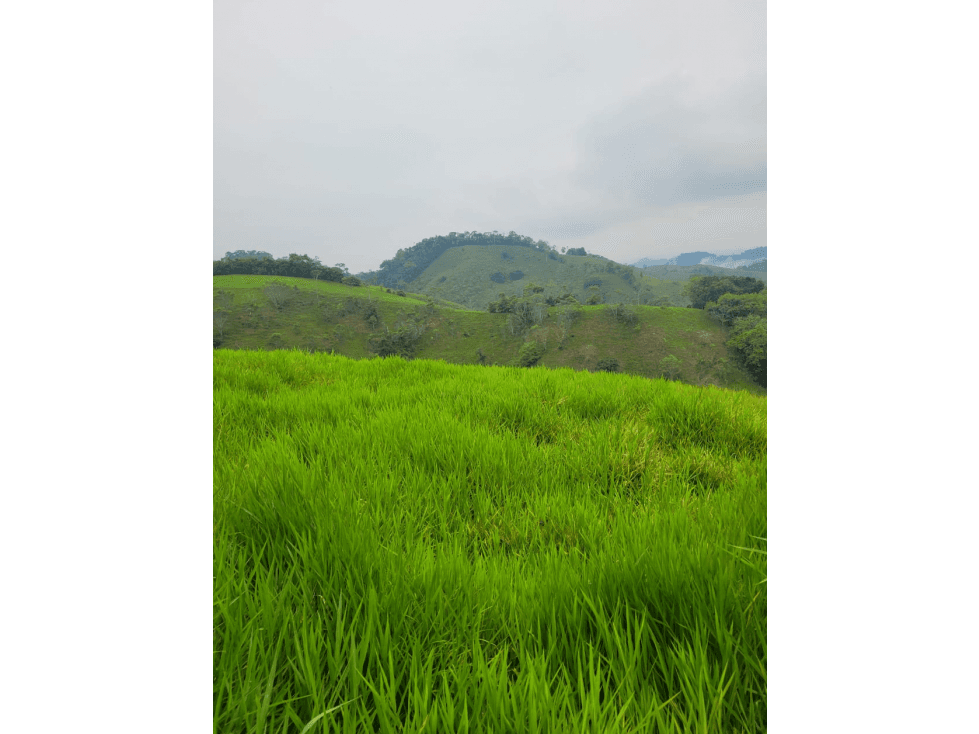 SE VENDE FINCA GANADERA EN DORADAL - 1