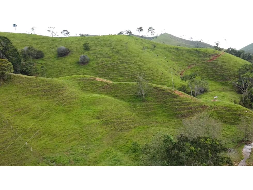 SE VENDE FINCA GANADERA EN MACEO VIA A LA SUSANA - 1