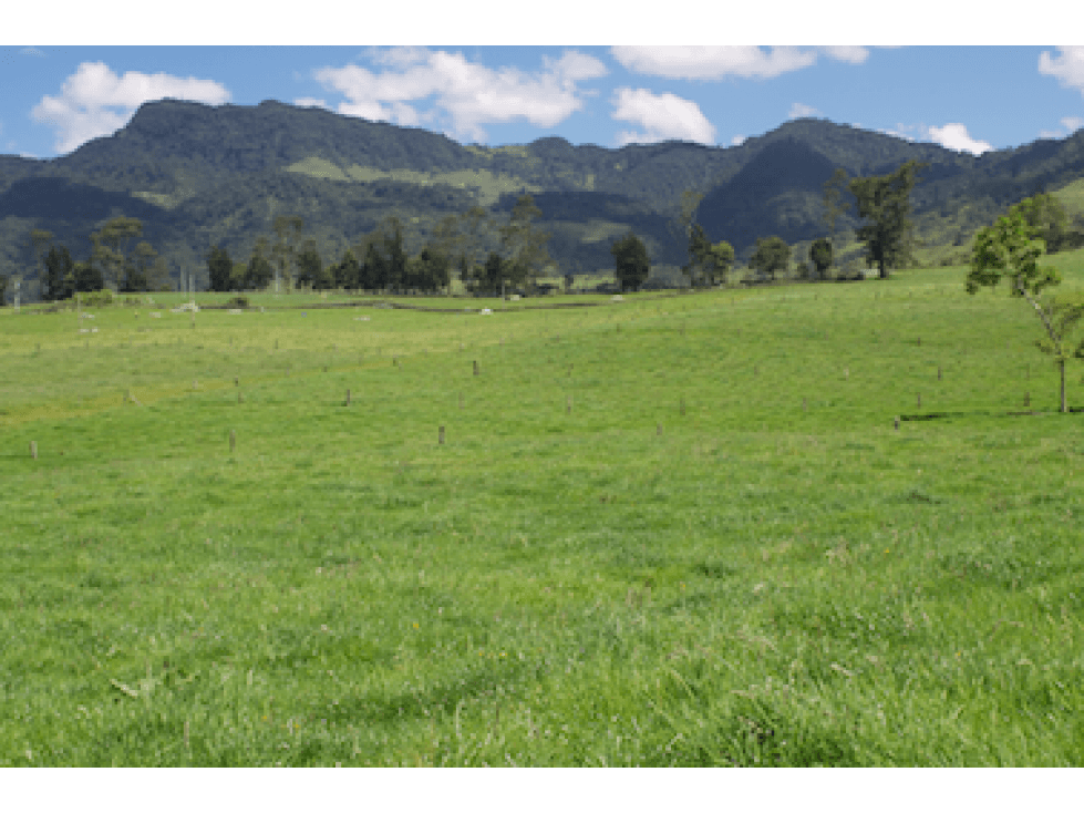 FINCA FACATATIVA VIA ANOLAIMA 42,5 FANEGADAS - 1