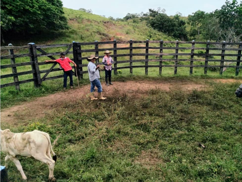 Espectacular finca para ganadería o cultivos en Necoclí - 1