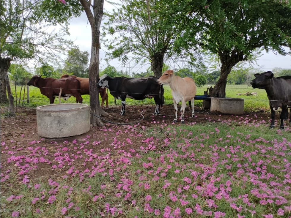 VENDE FINCA ENTRE CERETE CIENAGA DE ORO CORDOBA - 1