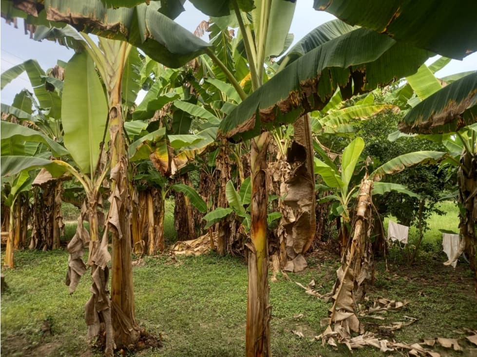 VENDE CASA FINCA EN LAS LAMAS MONTERIA CORDOBA - 1