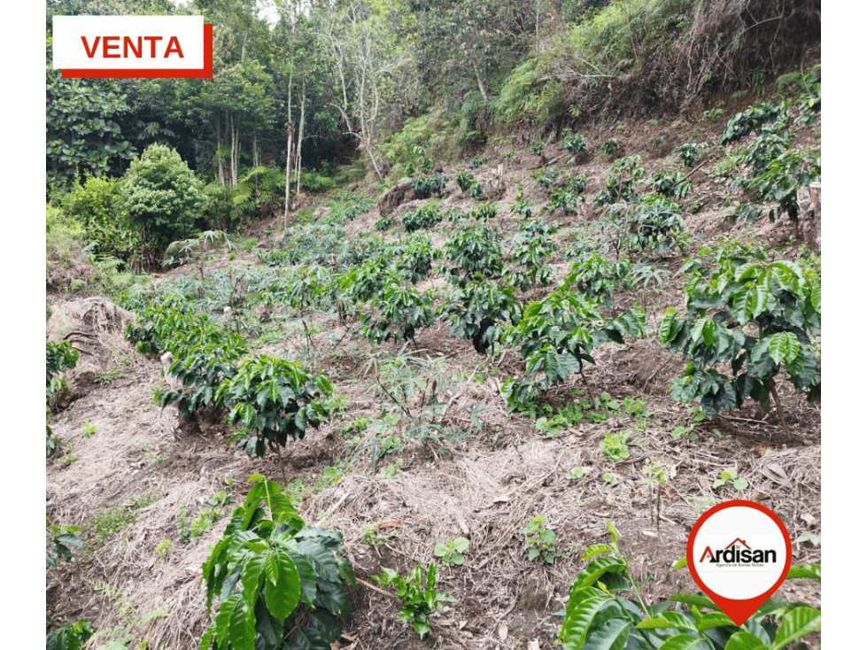 FINCA CAFETERA DE 5 HECTAREAS CON CASA DE CAMPO - 1