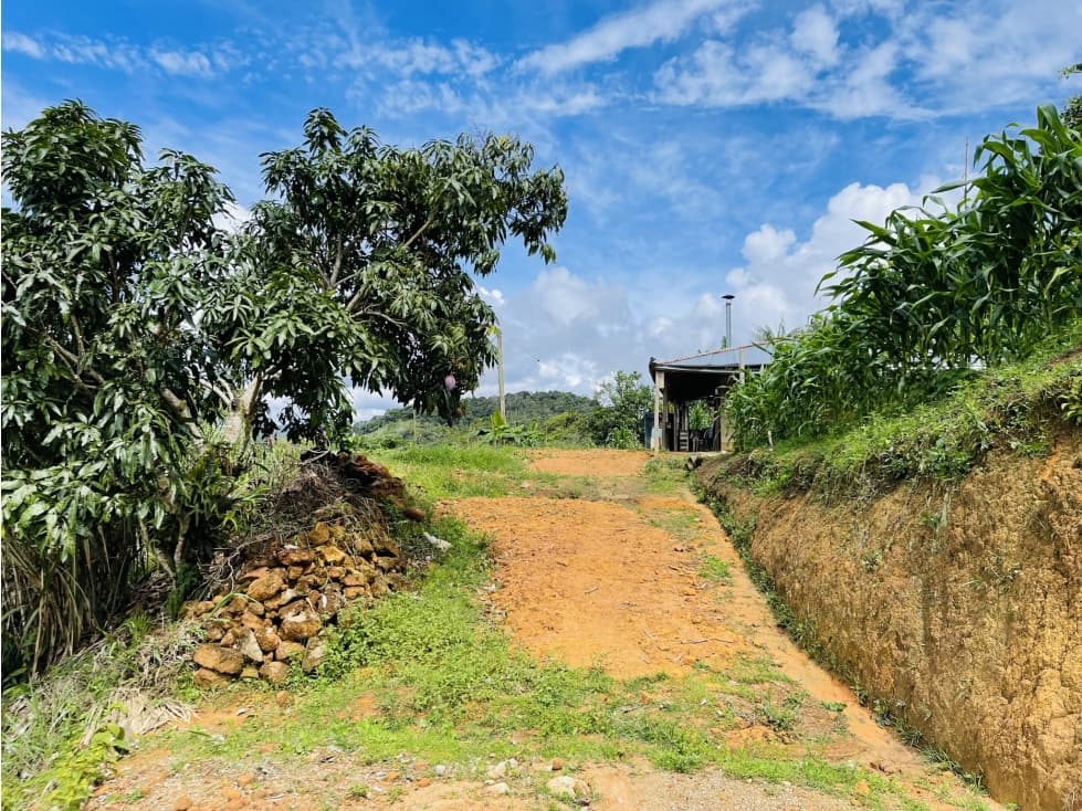 Se vende lote con cultivos en San Roque, Antioquia - 1