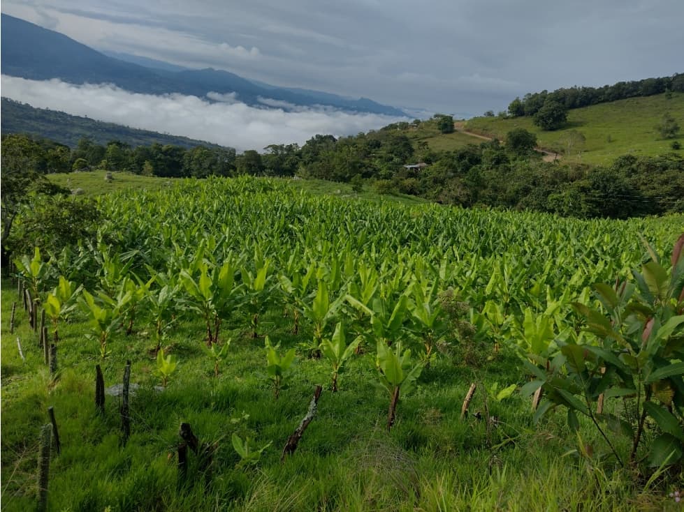 VENDO FINCA GANADERA DE 88 HECTAREAS EN MELGAR - TOLIMA - GANGA - 1