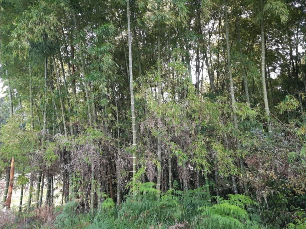 Venta lote Jericó vereda la Estrella nueva - 1