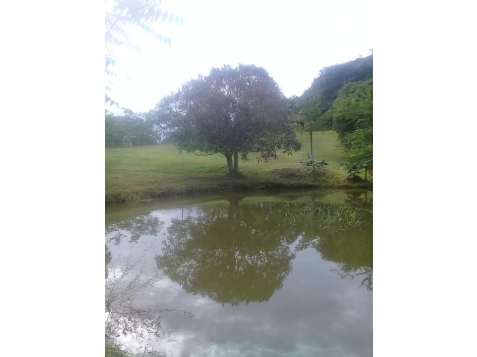 CARMEN DE APICALA- FINCA DE USO MIXTO (AGROPECUARIO Y VIVIENDA) - 1