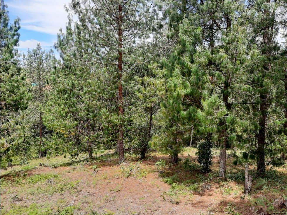 Venta Lote Independiente via Don Diego la Ceja - 1