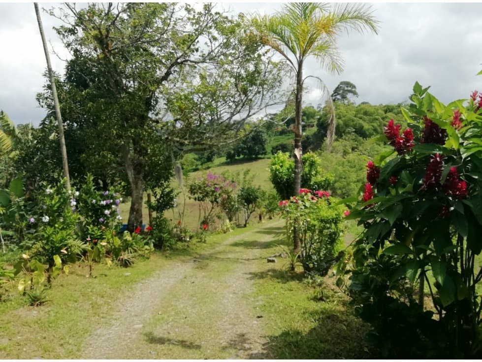 VENTA FINCA GANADERA FILANDIA QUINDIO 14 CUADRAS - 1