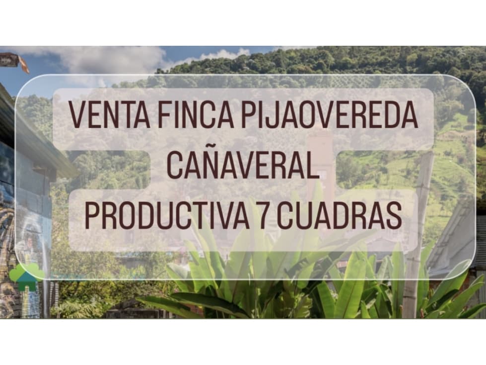 VENTA FINCA PRODUCTIVA PIJAO - 7 CUADRAS - 1