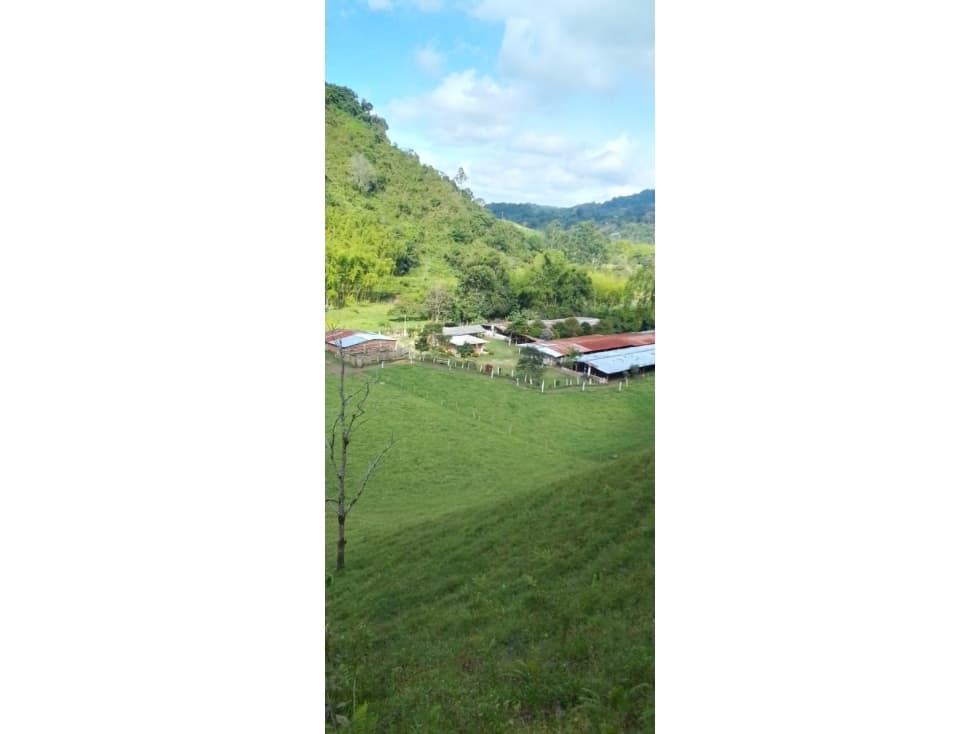 VENTA FINCA SALENTO SECTOR VEREDA PALESTINA - 6.5 CUADRAS - 1