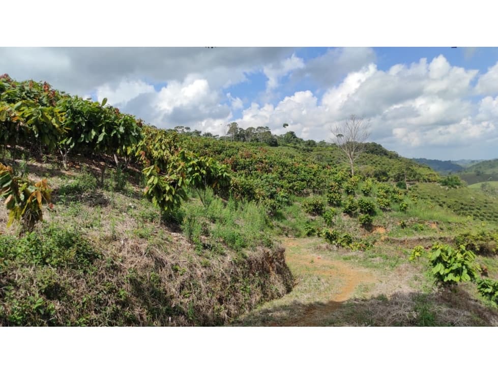 Venta Finca Cacaotera Maceo Antioquia - 1