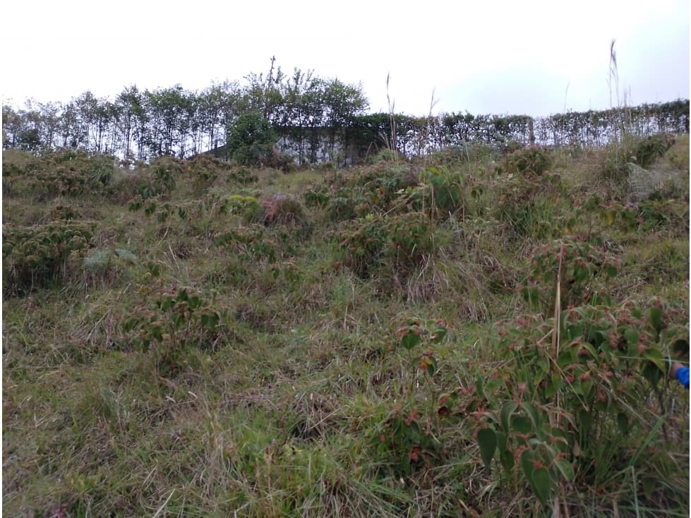 LOTE 5.300 MTS 2 SAN ROQUE ANTIOQUIA - 1