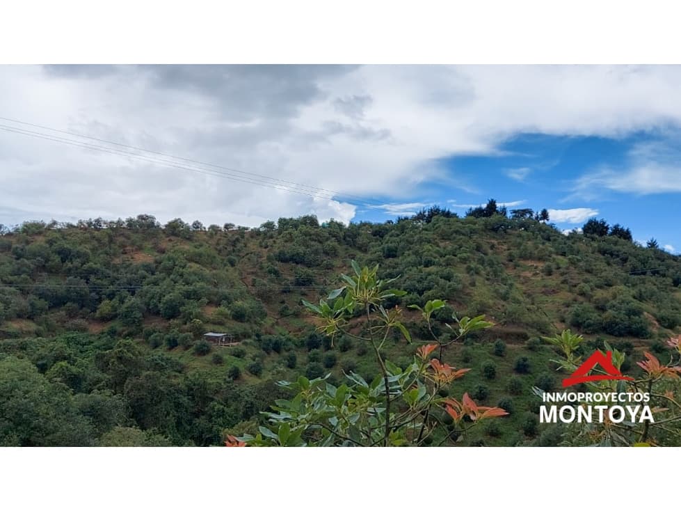 Finca de aguacate Hass de 47 cuadras en Anserma, Caldas - 1