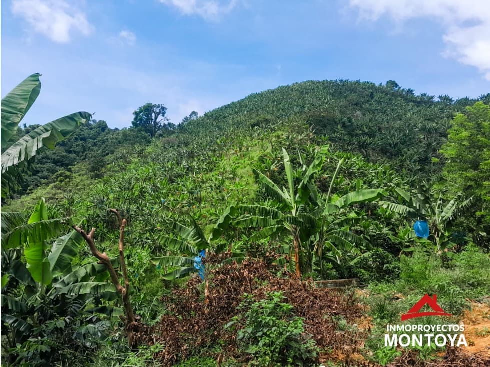 Finca cafetera en Apía vía a Viterbo - 1