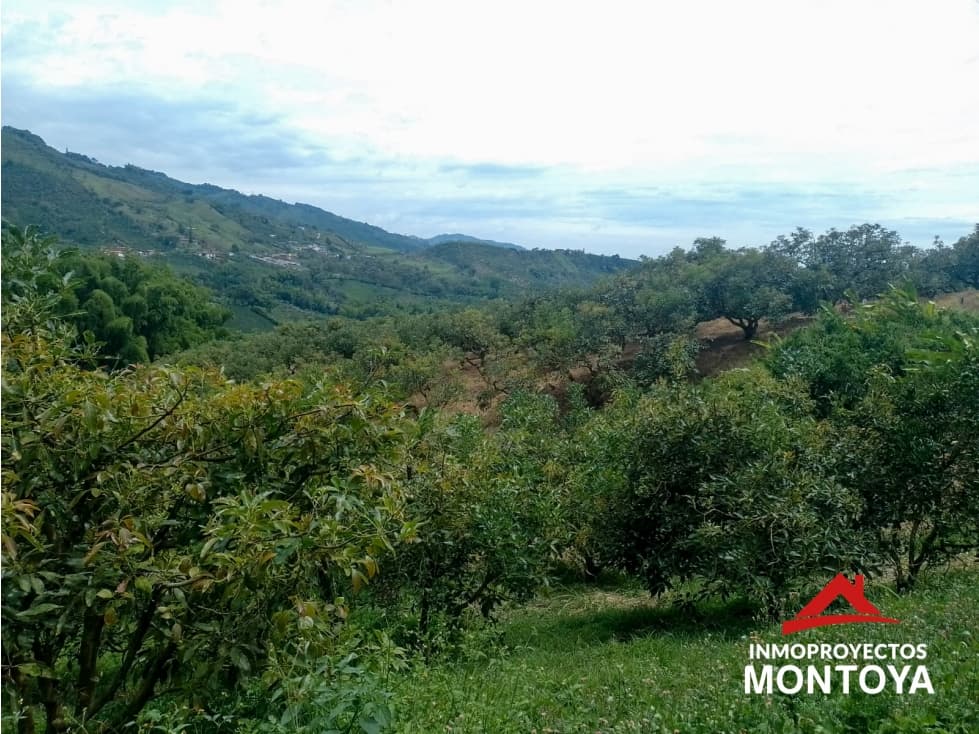 Finca de aguacate Hass de 30 cuadras en Anserma, Caldas - 1