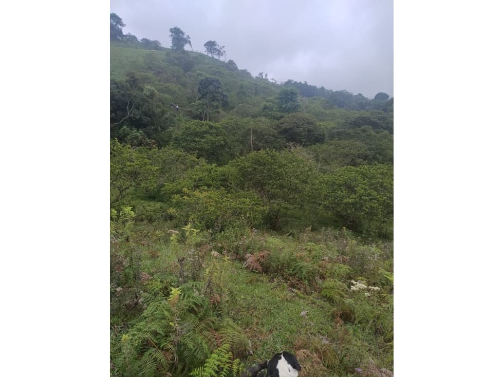 Venta de Finca Anolaima 15.000mts - 1