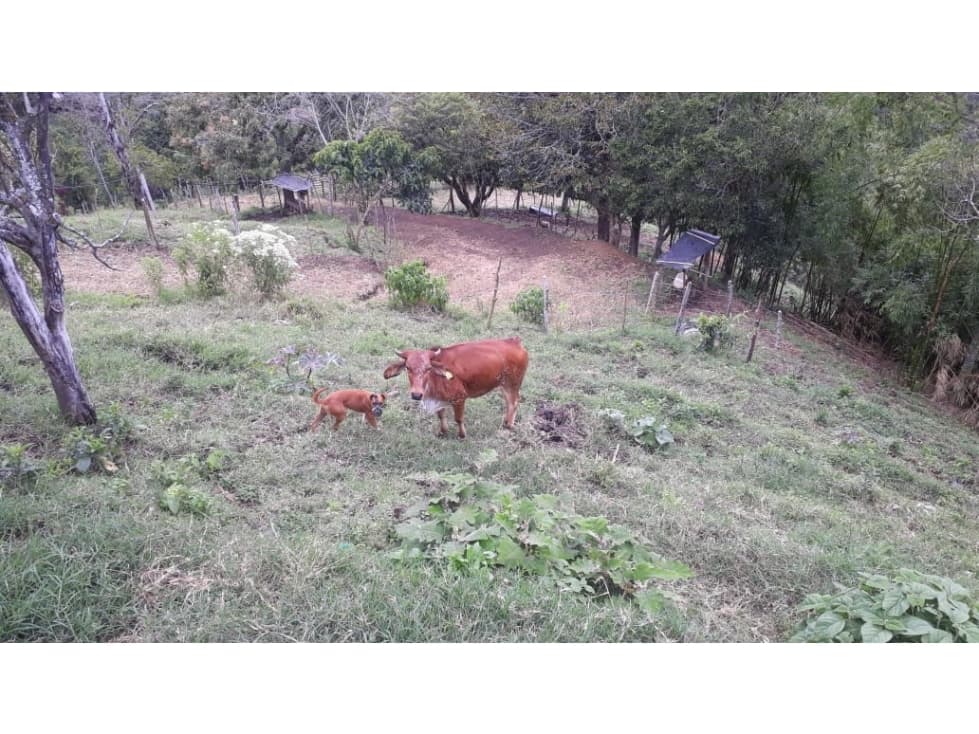 FINCA EN VENTA UBICADA EN BELÉN DE UMBRÍA RISARALDA - 1