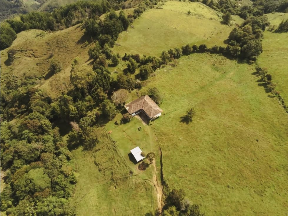 F0246. Vendo! Finca con producción de aguacate a 7km de Abejorral - 1