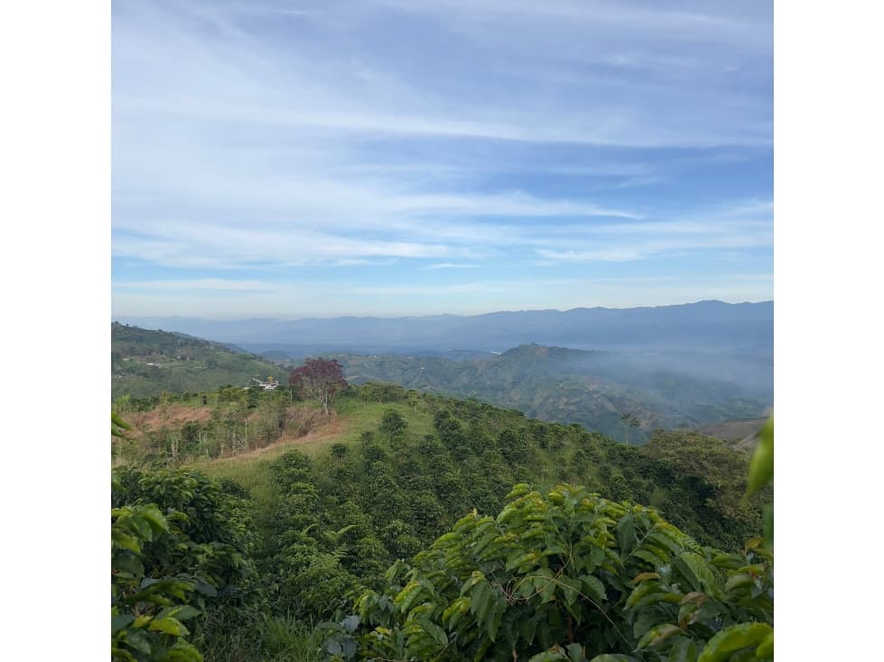 FINCA 14 CUADRAS CAFETERA MARSELLA - 1