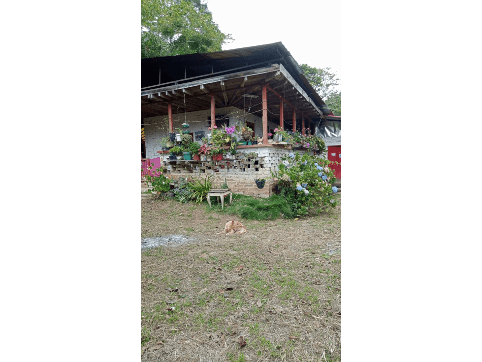 SE VENDE FINCA CERCANA A GENOVA QUINDIO COLOMBIA - 1