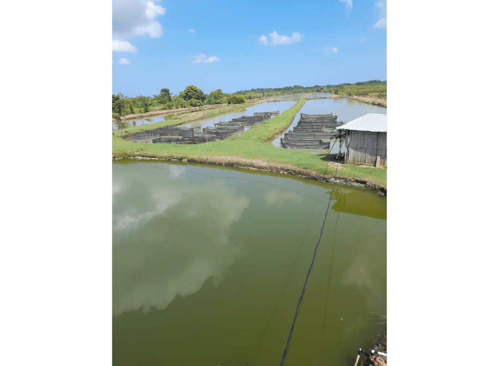 VENDO PISCÍCOLA EN LORICA VÍA A SAN BERNARDO DEL VIENTO CÓRDOBA - 1