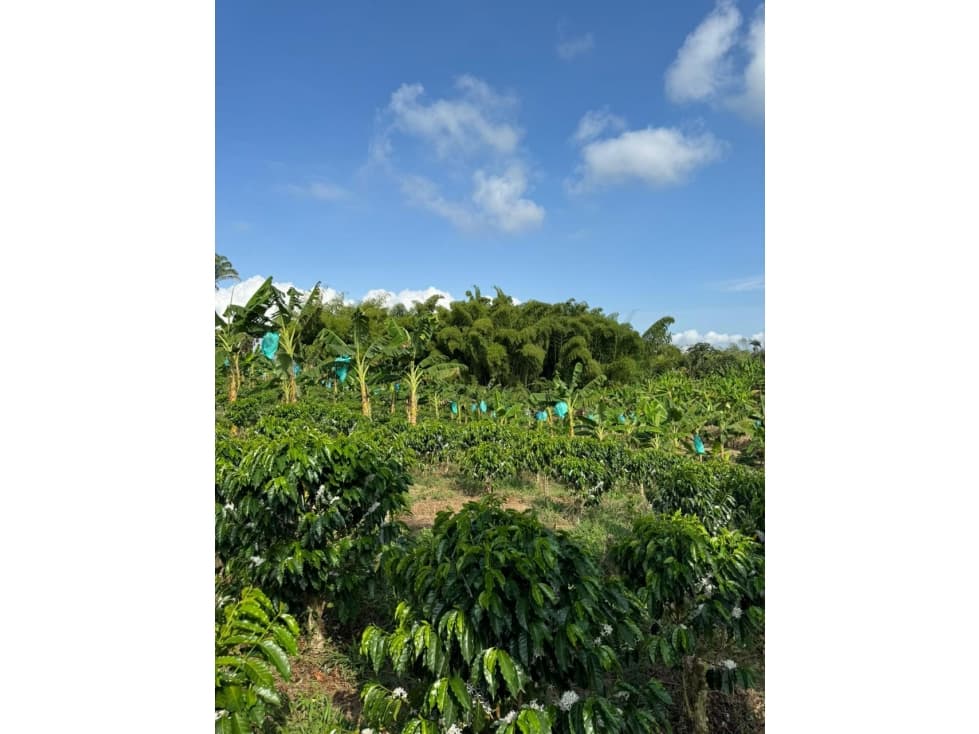 Venta de Finca de 23 cuadras via Montenegro Quimbaya - 1