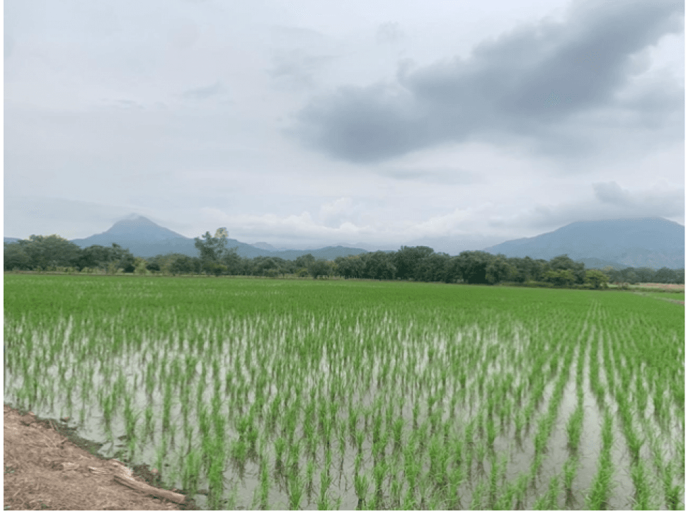 VENTA/ PERMUTA, FINCA ARROCERA EN NATAGAIMA TOLIMA, - 1
