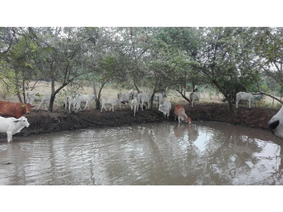 VENDO O PERMUTO FINCA CASA CUIDANDEROS EN RICAURTE CUNDINAMARCA - 1