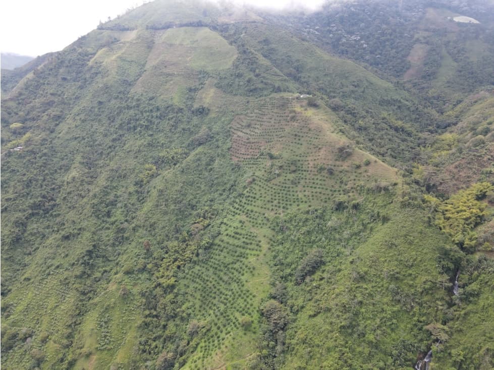 Finca certificada en venta sector Génova Quindío (120 Hectareas) - 1