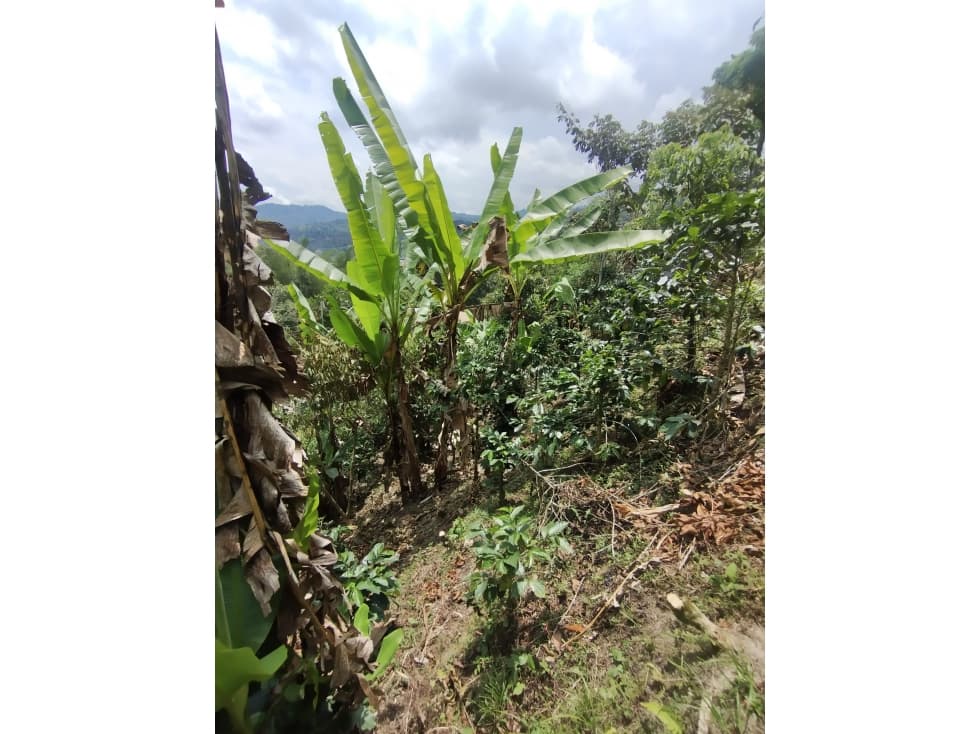 HERMOSA FINCA EN SAN FRANCISCO CUNDINAMARCA - 1