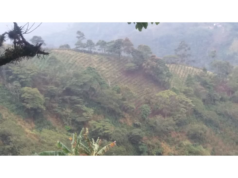 Se vende finca cafetera en Apia - 1