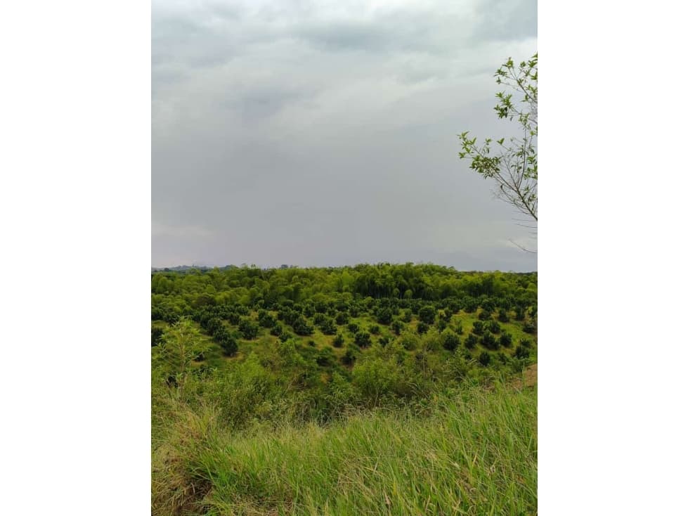 SE VENDE LOTE CAMPESTRE VIA ALCALA - 1