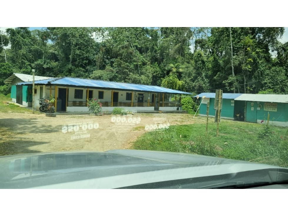 Se vende Finca con 4.300 árboles de Aguacate en Anserma Caldas - 1