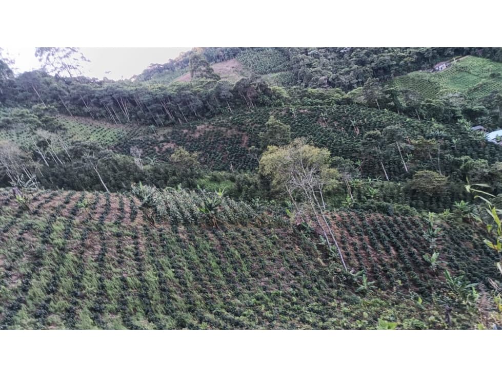 SE VENDE EXCELENTE LOTE EN LA CELIA !!!! - 1