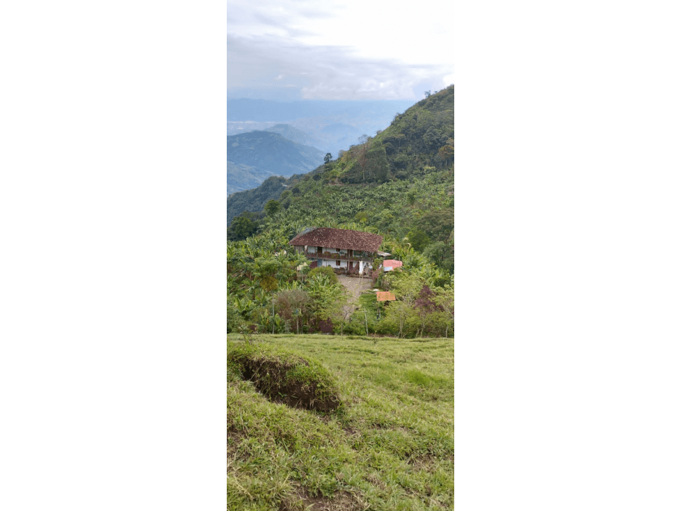 SE VENDE FINCA PRODUCTORA EN ANSERMA CALDAS 31 CUADRAS - 1
