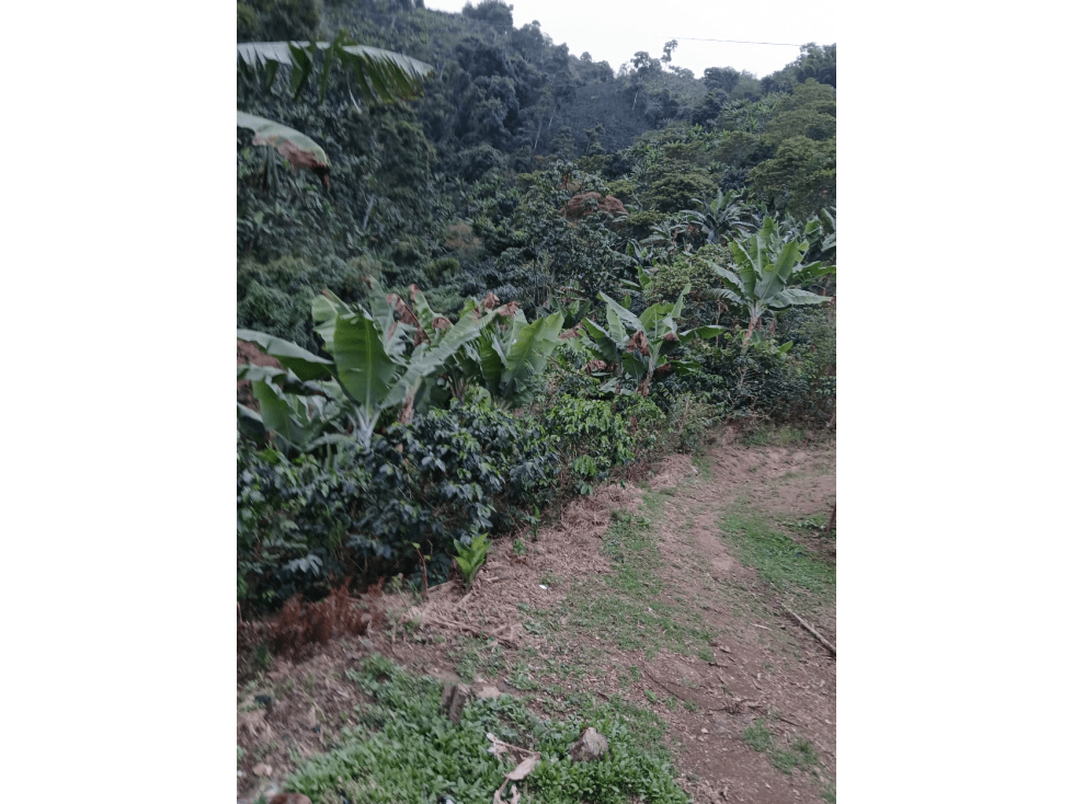 Se vende Finca Agrícola en Anserma Caldas a 20 Minutos del pueblo - 1