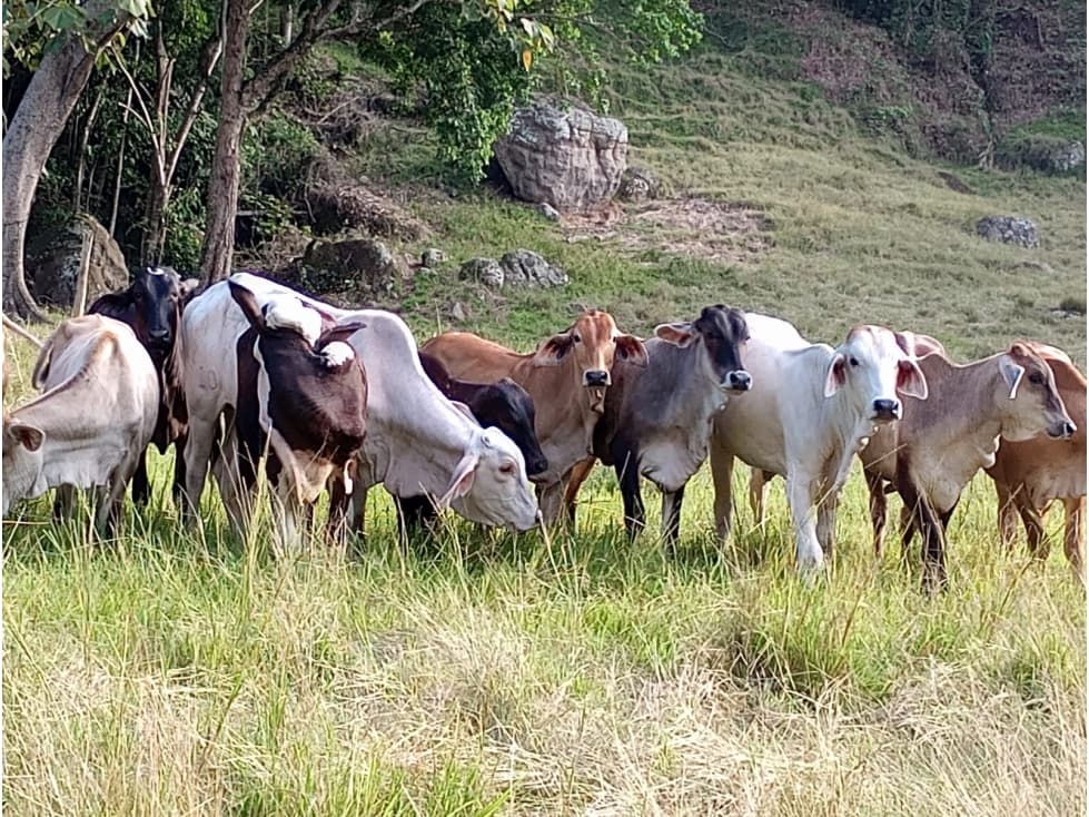 Finca en venta en Honda Tolima - 1