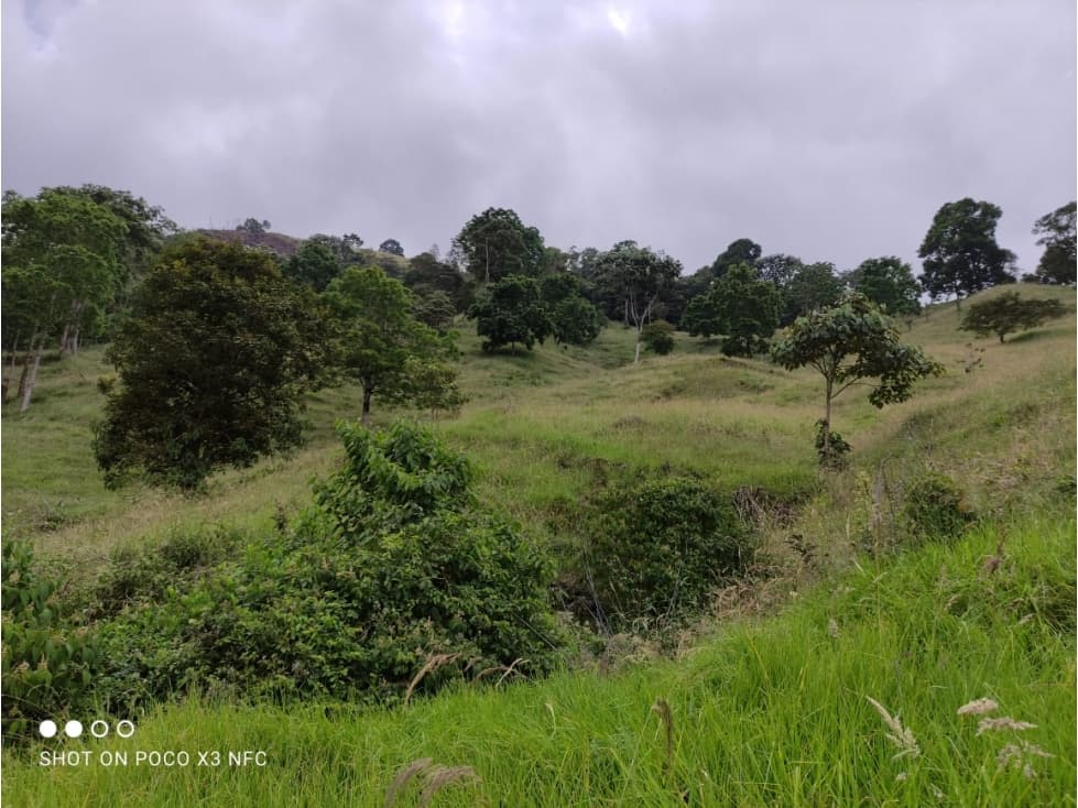 Se Vende Finca Génova Quindío Vereda San Juan Alto - 1