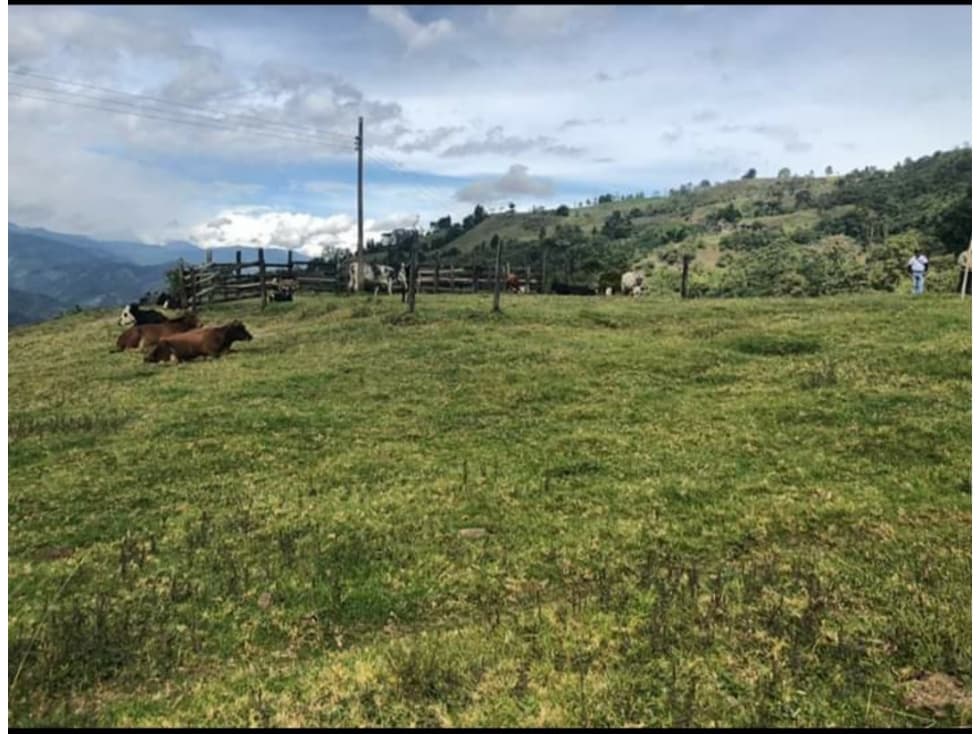 Se Vende Finca Ubicada en Génova - Quindío - 1