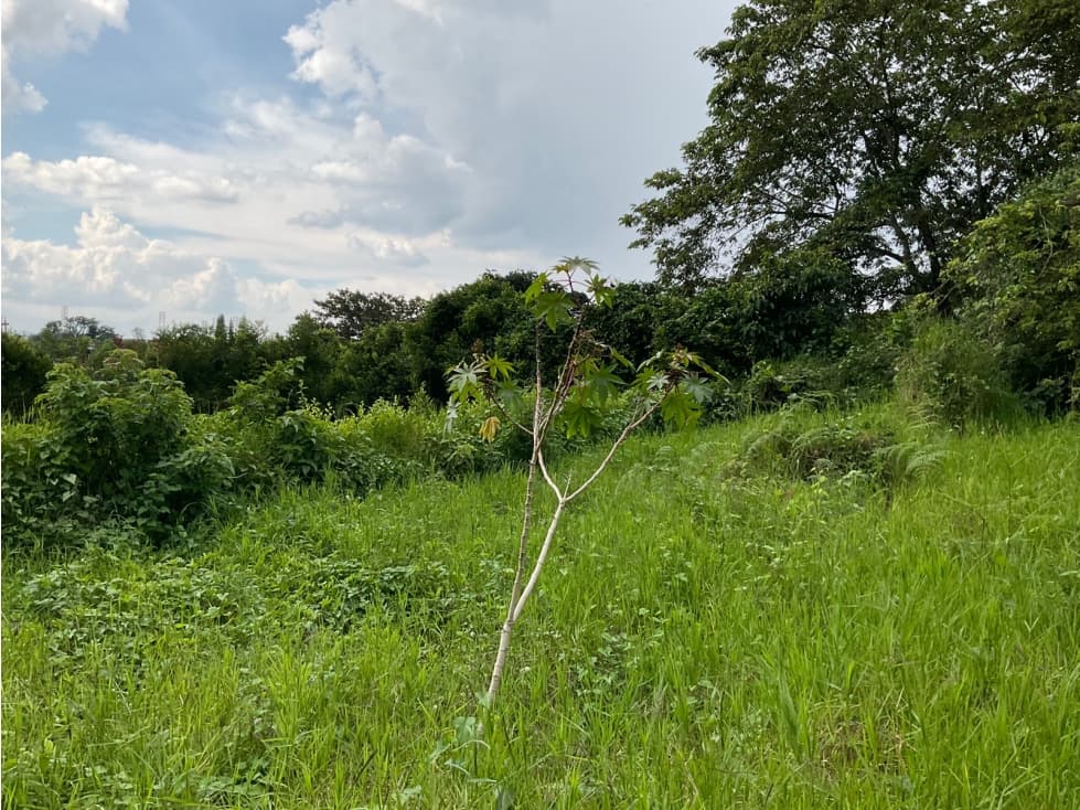 Se vende Lote en La Y de Calarcá - Armenia Quindío - 1
