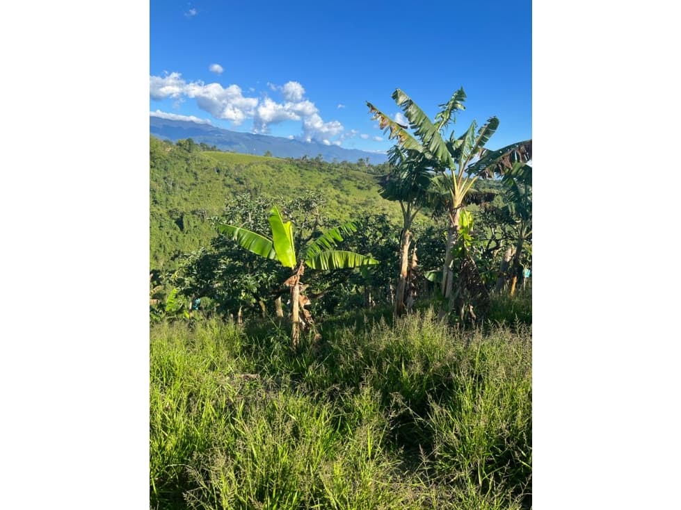 Se vende Finca Quimbaya Quindío - 1