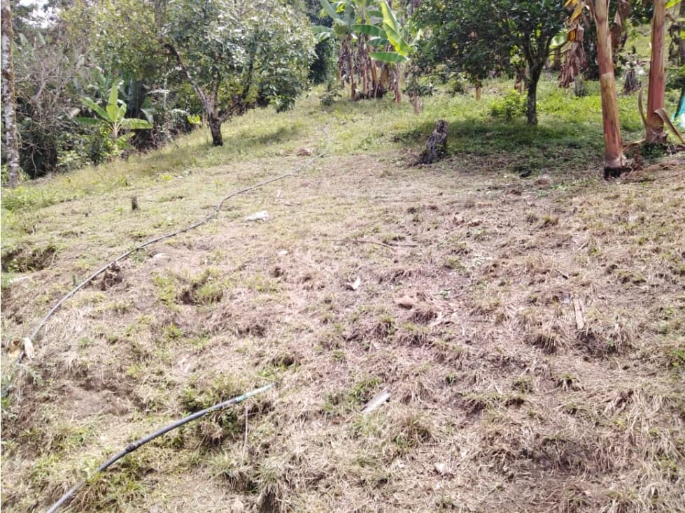 Se Vende Finca En Pijao Quindío - 1