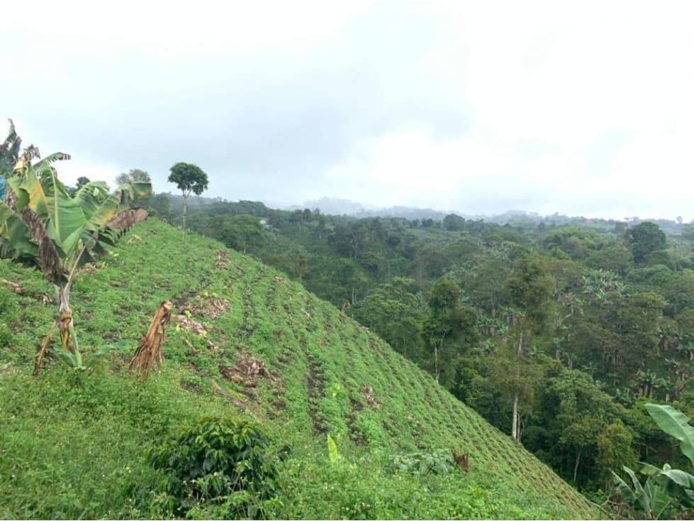 Se Vende Finca En Filandia - Quindío - 1