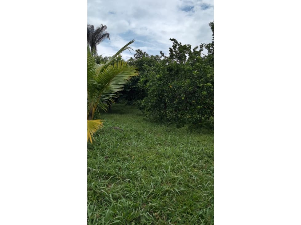 Se Vende Lote En Andalucia - Valle Del Cauca - 1